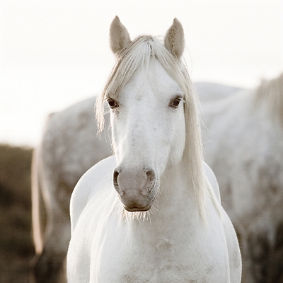 100cm x 100cm Horse von Jorge Llovet