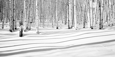 Array Aspen Shadows von Dave Butcher