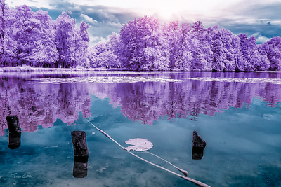 Array Majolan's Park Reflections I, Bordeaux von Tonee Gee