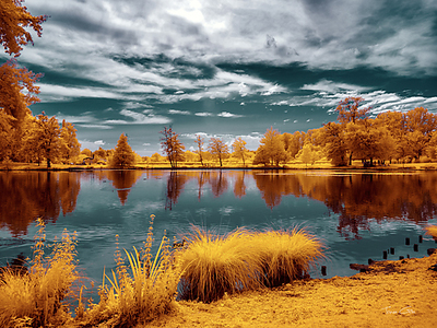 Array Majolan's Park Reflections II, Bordeaux von Tonee Gee