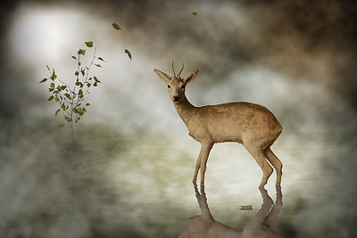 100cm x 67cm Young Deer von Michiel Visser