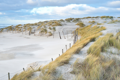 Array Les dunes I von Georges-Félix Cohen