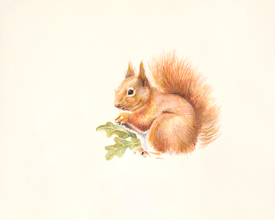 75cm x 60cm Red Squirrel von Hilary Mayes