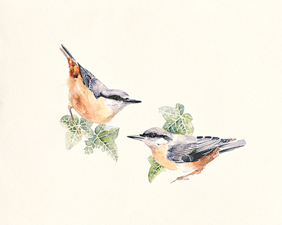 75cm x 60cm Nuthatches von Hilary Mayes