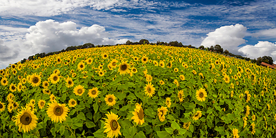 Array Sonnenblumenwelt von Rolf Fischer