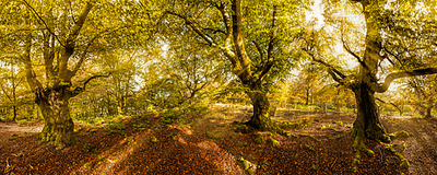 Array Kellerwald von Rolf Fischer