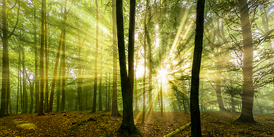 Array Nebelstimmung mit Sonne im Wald von Rolf Fischer