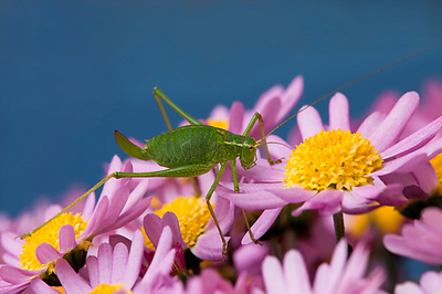 Array Grashüpfer auf Blumen von Rolf Fischer