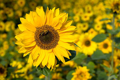 Array Honigbiene im Sonnenblumenfeld von Rolf Fischer