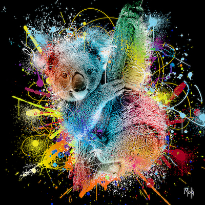 70cm x 70cm Koala Color von Moki