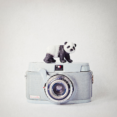 Array Panda & Vintage Camera von ANNA