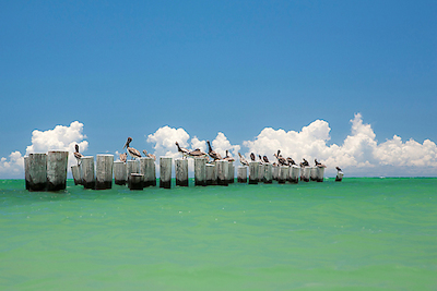 100cm x 66.67cm Gull Conference von Verne Varona