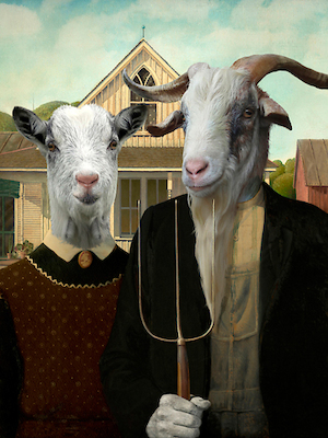 75cm x 100cm American Goat von Philippe Tyberghien