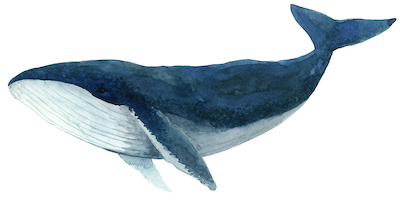 Array Humpback Whale - Blue von Jeannine Saylor