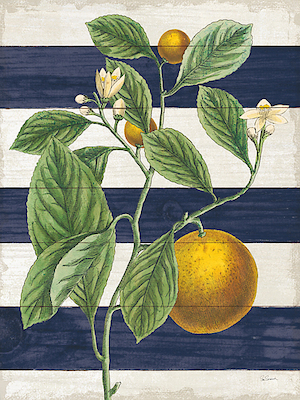 75cm x 100cm Classic Citrus VI Navy  Shiplap NW von Sue Schlabach