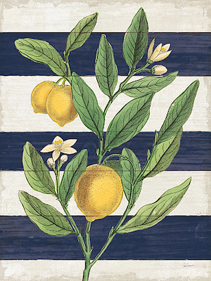 75cm x 100cm Classic Citrus V Navy  Shiplap NW von Sue Schlabach