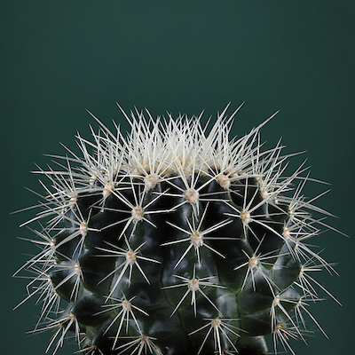 Array Cacti II von Andre Eichman