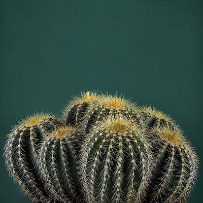 Array Cacti I von Andre Eichman