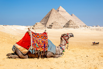 Array Camel Resting by the Pyramids, Giza, Egypt von Richard Silver