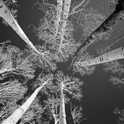 Array Colorado Carbondale Mcclure Aspens von Dave Butcher