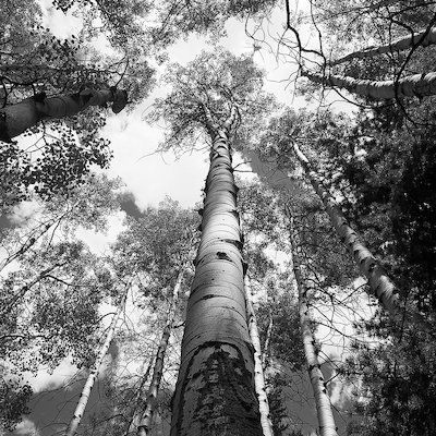 Array Colorado St-Elmo Aspens von Dave Butcher