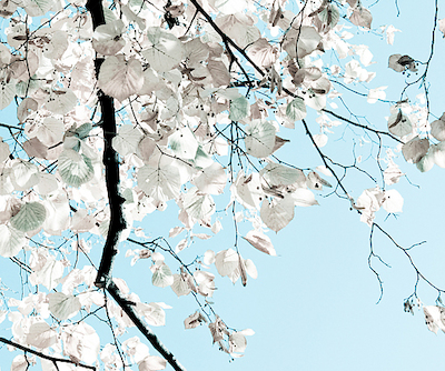 Array Linden Tree Branches von Antonia and Fabio Duealberi