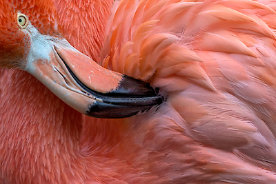 Array Flamingo Close up von Xavier Ortega