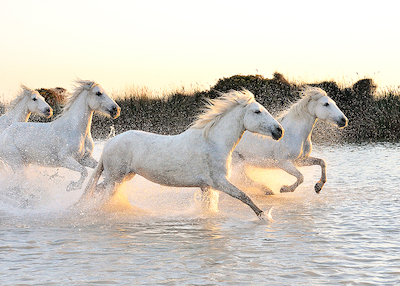 Array Horses von Georges-Félix Cohen