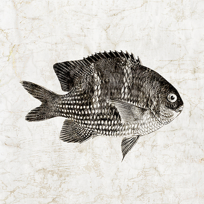 Array Vintage Fish I von Christine Zalewski