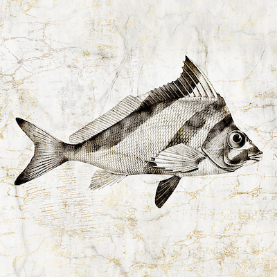 80cm x 80cm Vintage Fish III von Christine Zalewski