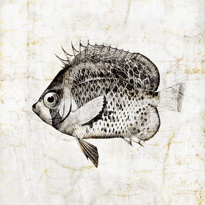 80cm x 80cm Vintage Fish IV von Christine Zalewski