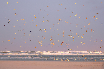 Array Birds von Georges-Félix Cohen