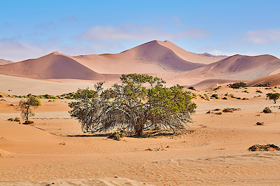 Array Namib Sandsea von Peter Hillert