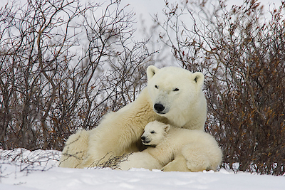 Array Three month old Polar Bear cubs nursing, Wapusk National Park, Manitoba, Canada von Matthias Breiter