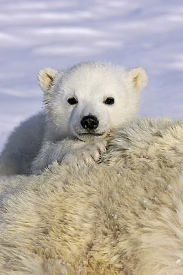 Array Polar Bear cub peeking over mother's body, Wapusk National Park, Manitoba, Canada von Suzi Eszterhas