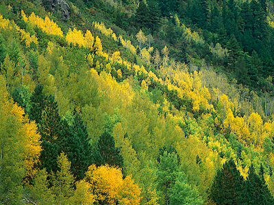 Array Aspen grove in fall colors, Gunnison National Forest, Colorado von Tim Fitzharris