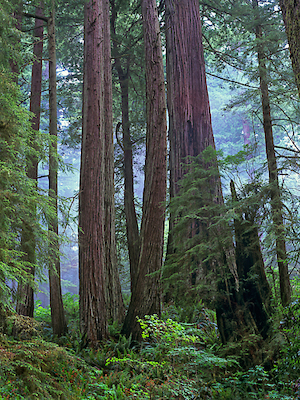 Array Old growth forest of Coast Redwood stand Del Norte Coast Redwoods State Park, California von Tim Fitzharris