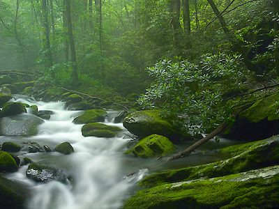 Array Roaring Fork River flowing through forest in Great Smoky Mountains National Park, Tennessee von Tim Fitzharris