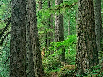 Array Old growth forest of Western Red Cedar Grove of the Patriarchs, Mount Rainier National Park, Washington von Tim Fitzharris