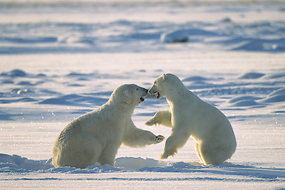 Array Polar Bear males fighting, Hudson Bay, Canada von Konrad Wothe