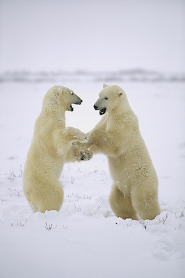 100cm x 150cm Polar Bear two males play-fighting, Hudson Bay, Canada von Konrad Wothe