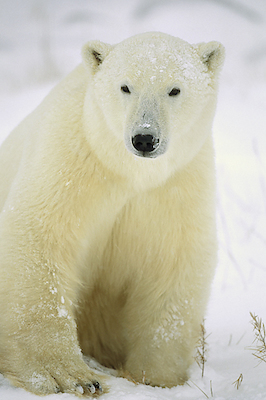 100cm x 150cm Polar Bear adult portrait, Churchill, Canada von Konrad Wothe