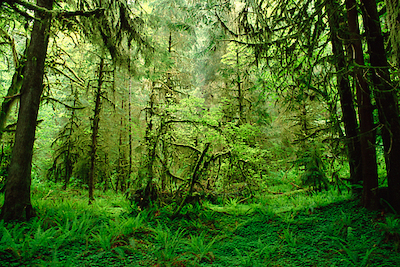 100cm x 66.67cm Rainforest, Hoh River Valley, Olympic National Forest, Washington von Gerry Ellis