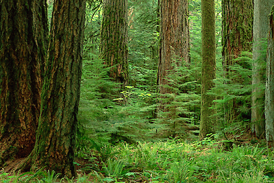 100cm x 66.67cm Douglas Fir old growth forest, Vancouver Island, BC, Canada von Gerry Ellis