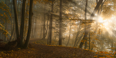 100cm x 50cm Forest Light von Norbert Maier