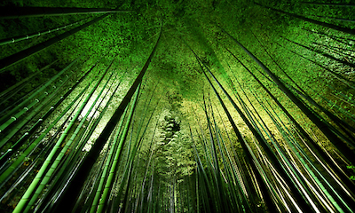 100cm x 60cm Bamboo Night von Takeshi Marumoto