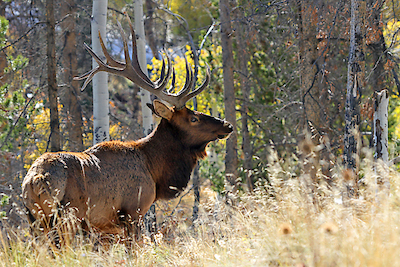 Array Bull Elk in the Forest von Vic Schendel