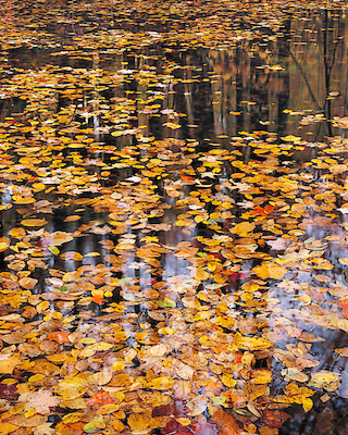 Array Autumn Detail von John Gavrilis
