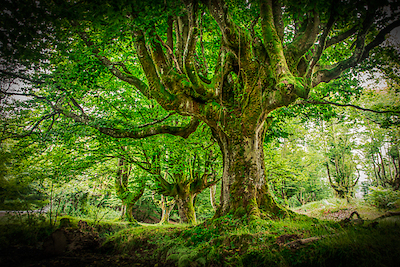 Array Otzarreta Forest I von Ronin