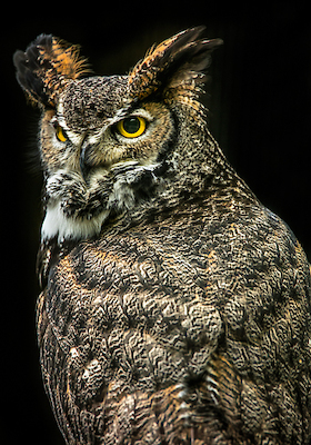 Array Wisdom Owl III von Ronin